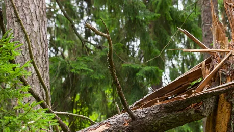 dispens-från-cabotageregler-sveriges-åkeriföretag.png.